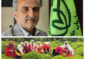 رئیس سازمان چای کشور:رشد چشمگیر صادرات چای ایران؛ بازار داخلی و خارجی تقویت شد