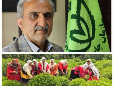 رئیس سازمان چای کشور:رشد چشمگیر صادرات چای ایران؛ بازار داخلی و خارجی تقویت شد