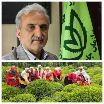 رئیس سازمان چای کشور:رشد چشمگیر صادرات چای ایران؛ بازار داخلی و خارجی تقویت شد