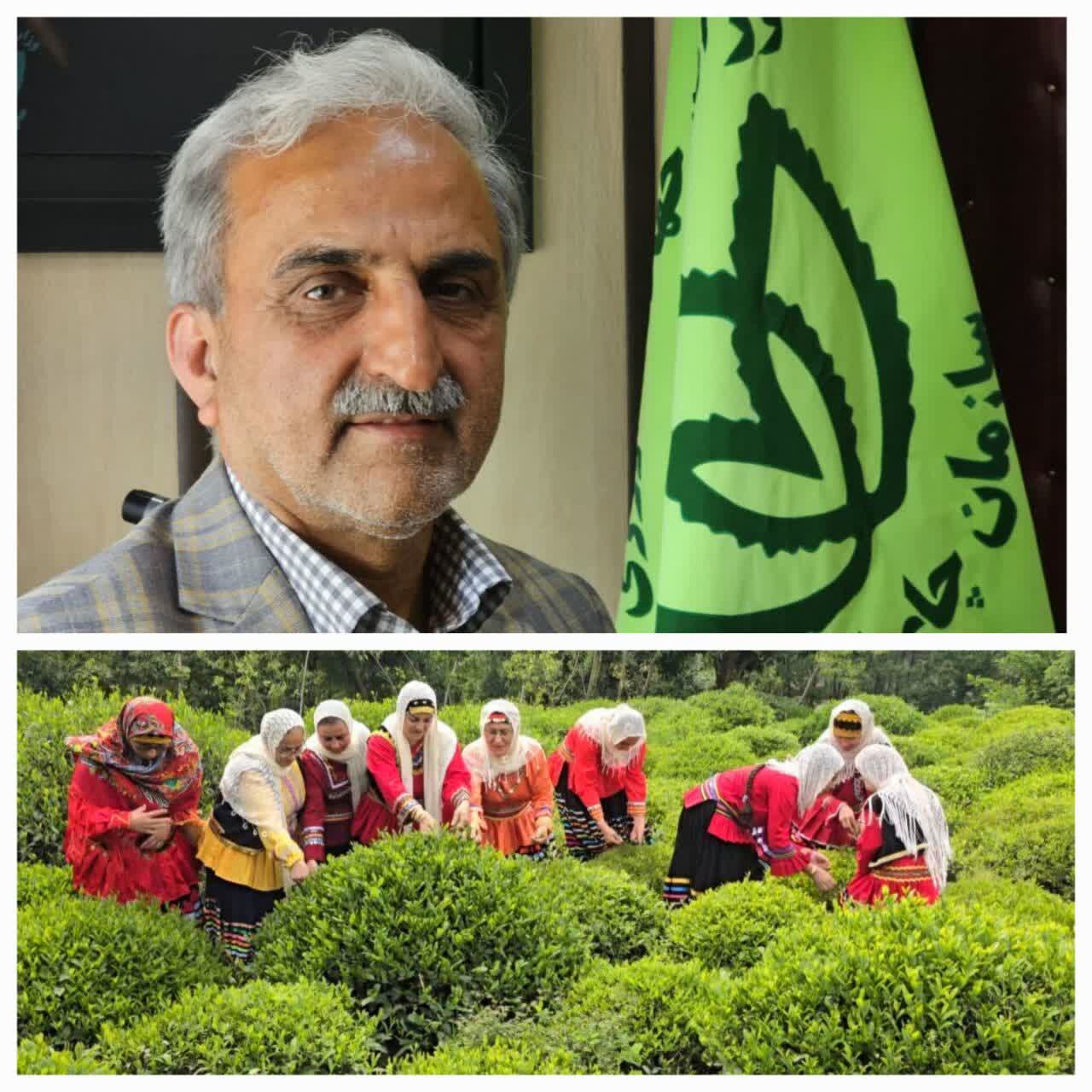 رئیس سازمان چای کشور: رئیس سازمان چای کشور: