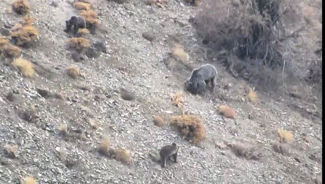 مشاهده یک قلاده خرس با دو توله در این استان/ عکس