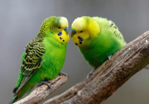 پرندهها چگونه دوست پیدا میکنند؟