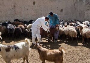 آغاز عملیات واکسیناسیون رایگان یک میلیون رأس دام عشایر لرستان