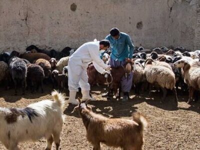 آغاز عملیات واکسیناسیون رایگان یک میلیون رأس دام عشایر لرستان