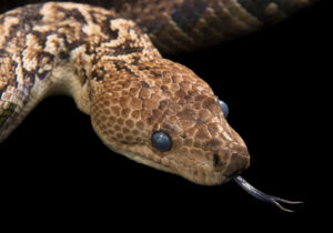 مارهای ترسناکی که مثل گرگ شکار میکنند / آنچه در غار کشف شد، جهان را شگفتزده کرد