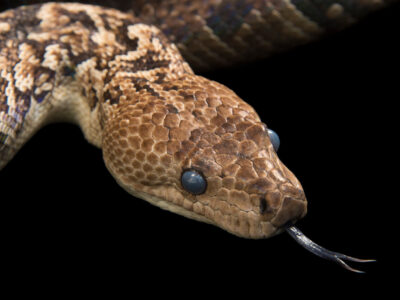 مارهای ترسناکی که مثل گرگ شکار میکنند / آنچه در غار کشف شد، جهان را شگفتزده کرد