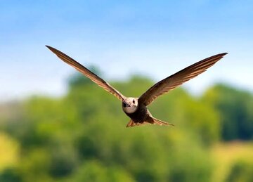 پرنده‌ای که می‌تواند ۱۰ ماه بدون توقف در آسمان باقی بماند