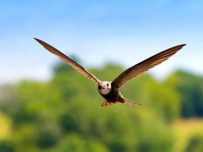 پرندهای که میتواند ۱۰ ماه بدون توقف در آسمان باقی بماند