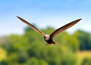 پرنده‌ای که می‌تواند ۱۰ ماه بدون توقف در آسمان باقی بماند