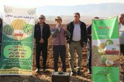 اجرای پایلوت کشاورزی حفاظتی در خرم‌آباد / گامی عملی برای صیانت از خاک