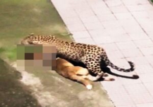 ببینید | نبرد جسورانه سگ خانگی با پلنگ مقابل لنز دوربین مداربسته!