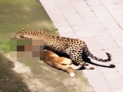 ببینید | نبرد جسورانه سگ خانگی با پلنگ مقابل لنز دوربین مداربسته!