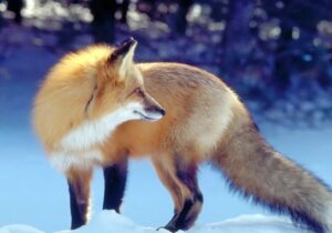 ببینید | پناه آوردن روباه‌ها در شب برفی به خانه‌های مردم