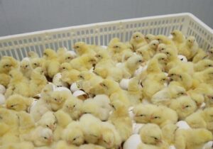 تامین مرغ ماه رمضان و شب عید در مازندران