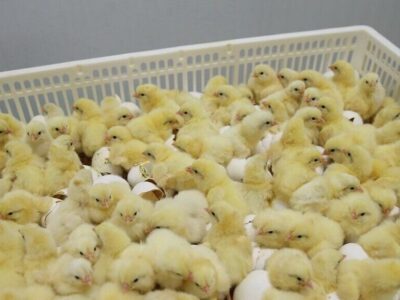 تامین مرغ ماه رمضان و شب عید در مازندران