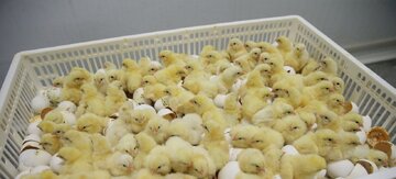 تامین مرغ ماه رمضان و شب عید در مازندران