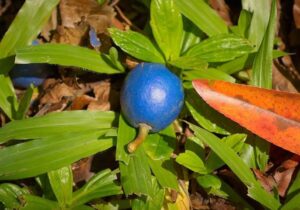 تنها «میوه آبی» جهان چیست؟