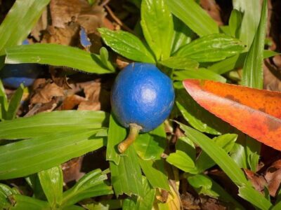 تنها «میوه آبی» جهان چیست؟