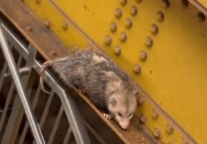 در توئیتر چه خبر؟ | فیلم نبرد موش‌ها در متروی نیویورک بر سر یک نان