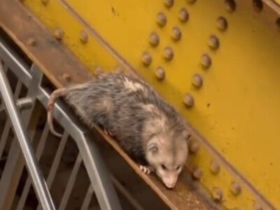 در توئیتر چه خبر؟ | فیلم نبرد موش‌ها در متروی نیویورک بر سر یک نان