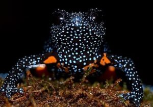 زیبایی قورباغه کار دستش داد / دلیل عجیب ناپدید شدن قورباغههای کهکشانی