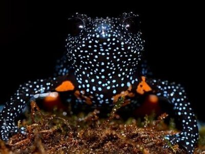 زیبایی قورباغه کار دستش داد / دلیل عجیب ناپدید شدن قورباغههای کهکشانی