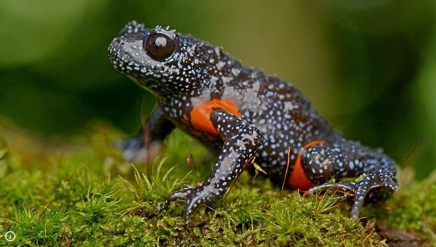 زیبایی قورباغه کار دستش داد / دلیل عجیب ناپدید شدن قورباغههای کهکشانی