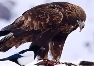 ببینید | ویدیویی از عقاب طلایی ارتفاعات برفی البرز