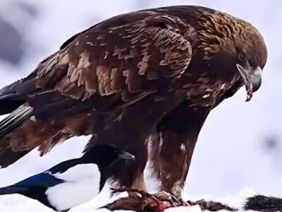 ببینید | ویدیویی از عقاب طلایی ارتفاعات برفی البرز