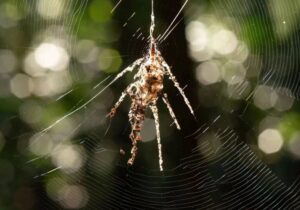 عنکبوت واقعی کدام است؟ / پاسخ شما را شگفتزده میکند