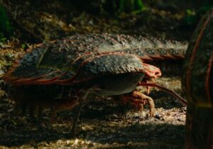 هزارپای غولپیکر ۳ متری، هیولایی به اندازه یک خودرو