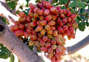 تولید نهال پسته اصلاح شده ویژه مناطق کم آب با ۸ تن باردهی