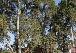 ثبت سه اثر طبیعی قزوین در فهرست آثار ملی