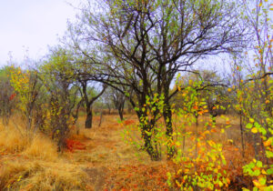 صیانت از باغستان قزوین خط قرمز شورا است