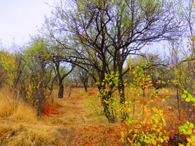 صیانت از باغستان قزوین خط قرمز شورا است