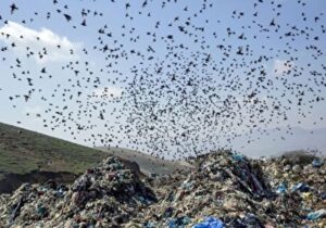 ببینید | پشت پرده بوی نامطبوع جنوب تهران چیست؟