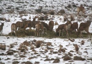 ببینید | غذارسانی به حیوانات در برف یک متری