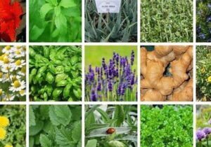 تولید ۹ هزار تن گیاهان دارویی در هرمزگان