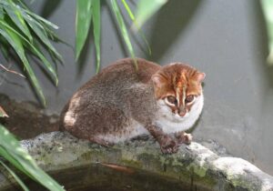 گربه کله‌صاف، یکی از پنهان‌کارترین گونه‌های وحشی پس از ۳۰ سال در تایلند مشاهده شد