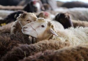 کشف ۳۴ رأس احشام قاچاق در سواحل قشم