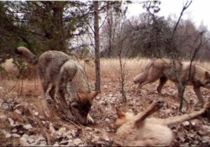 انتقام طبیعت از انسان در منطقه ممنوعه!