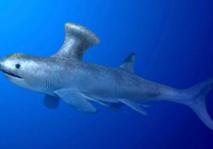 پیدا شدن کوسه باستانی در یک منطقه مسکونی /عکس