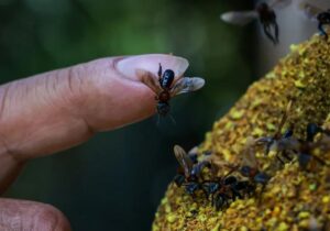 زنبورهای بی‌نیش، نخستین حشرات دارای حقوق قانونی