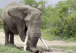 ببینید | ویدئویی پر بازدید از مهارت در هدایت یک فیل