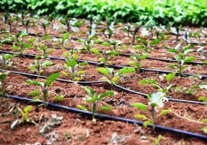 دولت چهاردهم سکوی پرتاب خراسان شمالی به سوی کشاورزی نوین