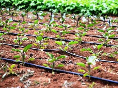 دولت چهاردهم سکوی پرتاب خراسان شمالی به سوی کشاورزی نوین