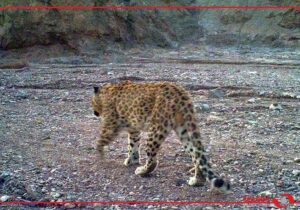 مشاهده یک قلاده پلنگ در فیروزکوه