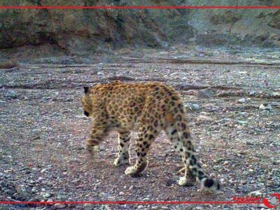 مشاهده یک قلاده پلنگ در فیروزکوه