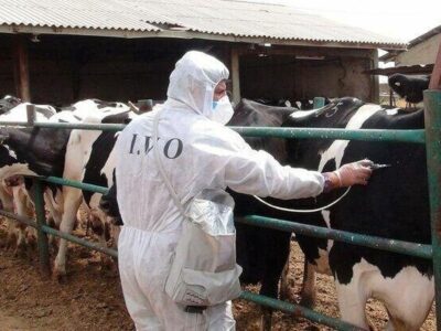 واکسیناسیون ۸ میلیون و ۶۰۰ هزار رأس دام در سه ماه