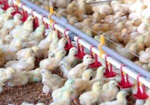 ۲۱ میلیون قطعه جوجه ریزی مازندران و ثبت رکورد جدید در کشور